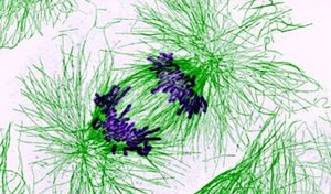 Fluorescence micrograph of a cell in metaphase with mitotic spindle and chromosomes
