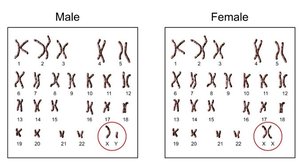 Male and female human karyotypes with sex chromosomes highlighted