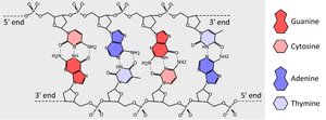 Schematic of DNA base pairing and antiparallel strands