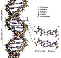 Molecular rendering of DNA double helix with labeled grooves and base pairs