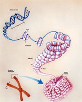 Illustration of DNA compaction from double helix to metaphase chromosome via nucleosomes and chromatin fibers