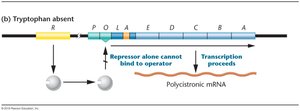 trp operon regulation when tryptophan is absent