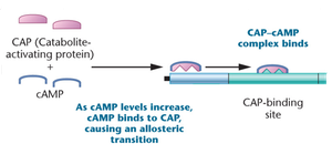 CAP-cAMP complex binding to CAP-binding site