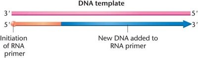 The initiation of DNA synthesis: a complementary RNA primer is first synthesized, to which DNA is added.