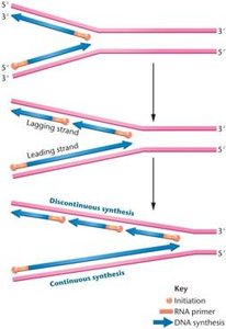 Opposite polarity of synthesis along the two strands of DNA. Okazaki fragments are produced on the lagging strand.