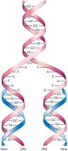 Generalized model of semiconservative replication of DNA. New synthesis is shown in blue.