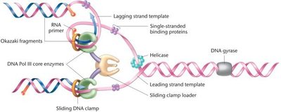 Summary of DNA synthesis at a single replication fork. Various enzymes and proteins essential to the process are shown.