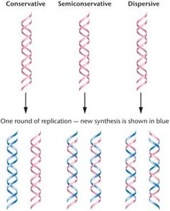 Results of one round of replication for each of the three possible modes: conservative, semiconservative, and dispersive.