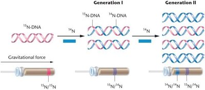 The Meselson–Stahl experiment and expected results of two generations of semiconservative replication.