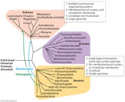 Phylogenetic tree showing DNA organization across domains of life