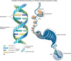 DNA wrapping around histones to form nucleosomes and chromatin