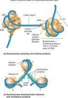 Nucleosome structure and histone proteins