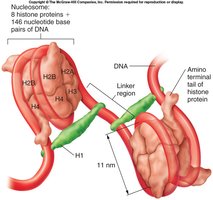 Nucleosome and chromatin fiber structure