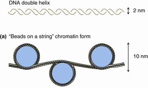 Beads-on-a-string chromatin structure
