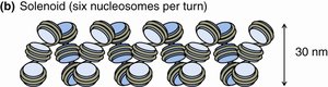 Solenoid (30 nm fiber) chromatin structure