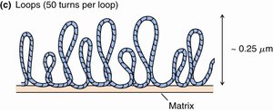 Chromatin loops attached to the nuclear matrix