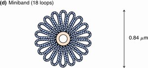 Miniband structure of chromatin