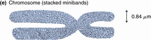 Chromosome structure with stacked minibands