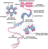 Hierarchical organization of DNA in eukaryotic cells