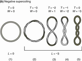 Diagram of negative supercoiling and DNA topology terms