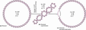 Diagram showing relaxed, supercoiled, and strand-separated DNA