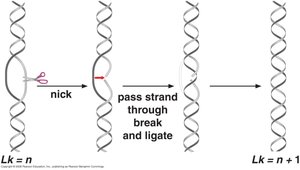 Mechanism of Type I topoisomerase action