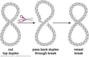 Mechanism of Type II topoisomerase action