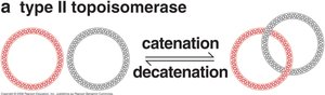 Type II topoisomerase catenation and decatenation