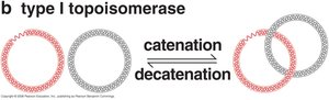 Type I topoisomerase catenation and decatenation