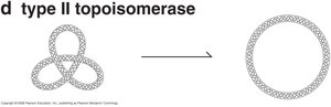 Type II topoisomerase relaxing DNA knots