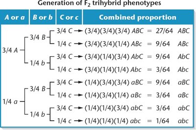 Forked-line method for trihybrid phenotypic ratios