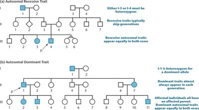 Pedigrees for autosomal recessive and dominant traits