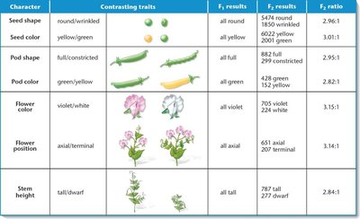 Table of Mendel's seven pairs of contrasting traits and monohybrid cross results