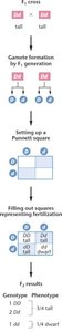 Diagram of a monohybrid cross and Punnett square