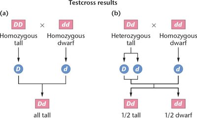 Testcross results for homozygous and heterozygous tall plants