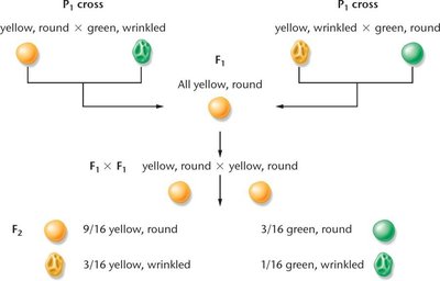 Dihybrid cross between round-yellow and green-wrinkled seeds