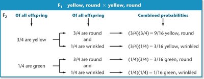 Table showing combined probabilities for dihybrid cross phenotypes