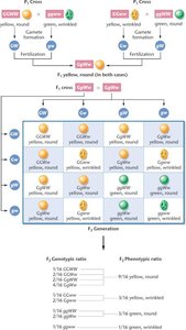 Dihybrid Punnett square and resulting phenotypic/genotypic ratios