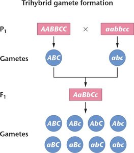 Trihybrid cross gamete formation