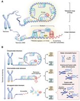 Diagram illustrating telomere shortening and cellular senescence (Hayflick effect)
