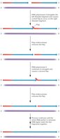 Stepwise diagram of flap endonuclease action in removing RNA primers during lagging strand synthesis