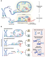 Detailed diagram of telomeric DNA, shelterin complex, and telomerase action