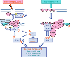 Diagram showing T-loop formation and telomere states, with consequences for chromosome stability