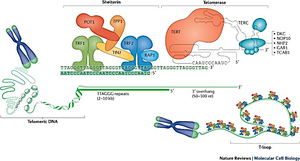 Diagram of DNA damage response pathways at telomeres, including ATM/ATR signaling and cell cycle checkpoints