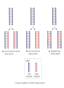 Three models for DNA replication: semiconservative, conservative, dispersive