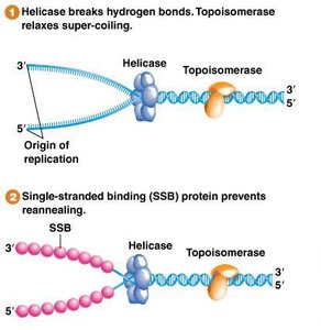 Helicase and topoisomerase at replication fork