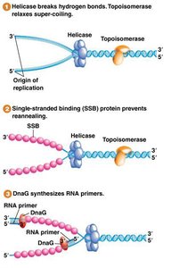 Primase synthesizes RNA primers