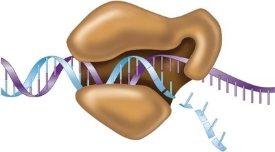 DNA polymerase III structure and function