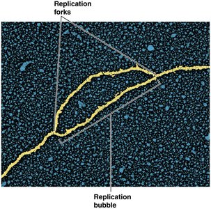 Replication bubble and forks in DNA