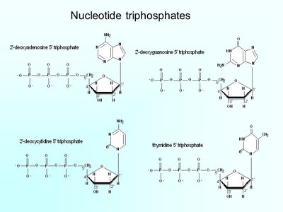 Nucleotide triphosphates structures